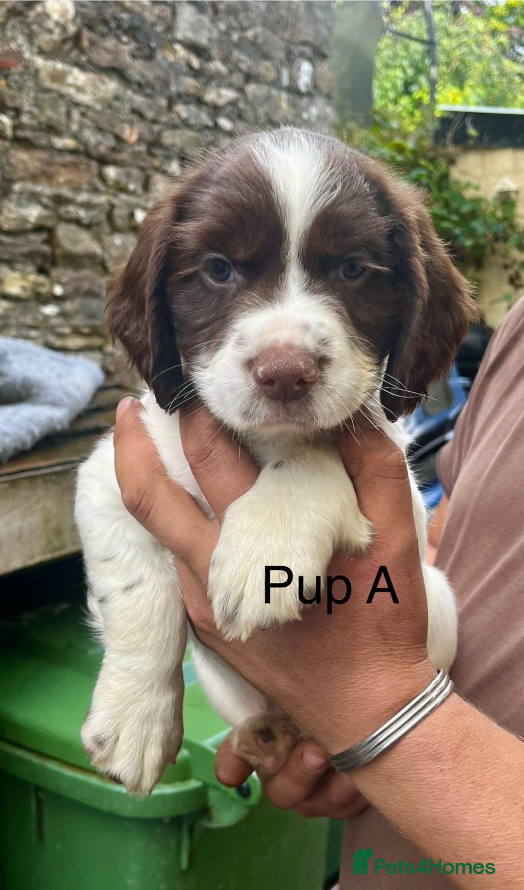 English Springer Spaniel dogs for sale: KC REG English Springer Spaniel - Image 3
