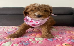 Australian Labradoodle dogs for sale: Australian Labradoodle Puppies – Ready Now🐶 - Image 33