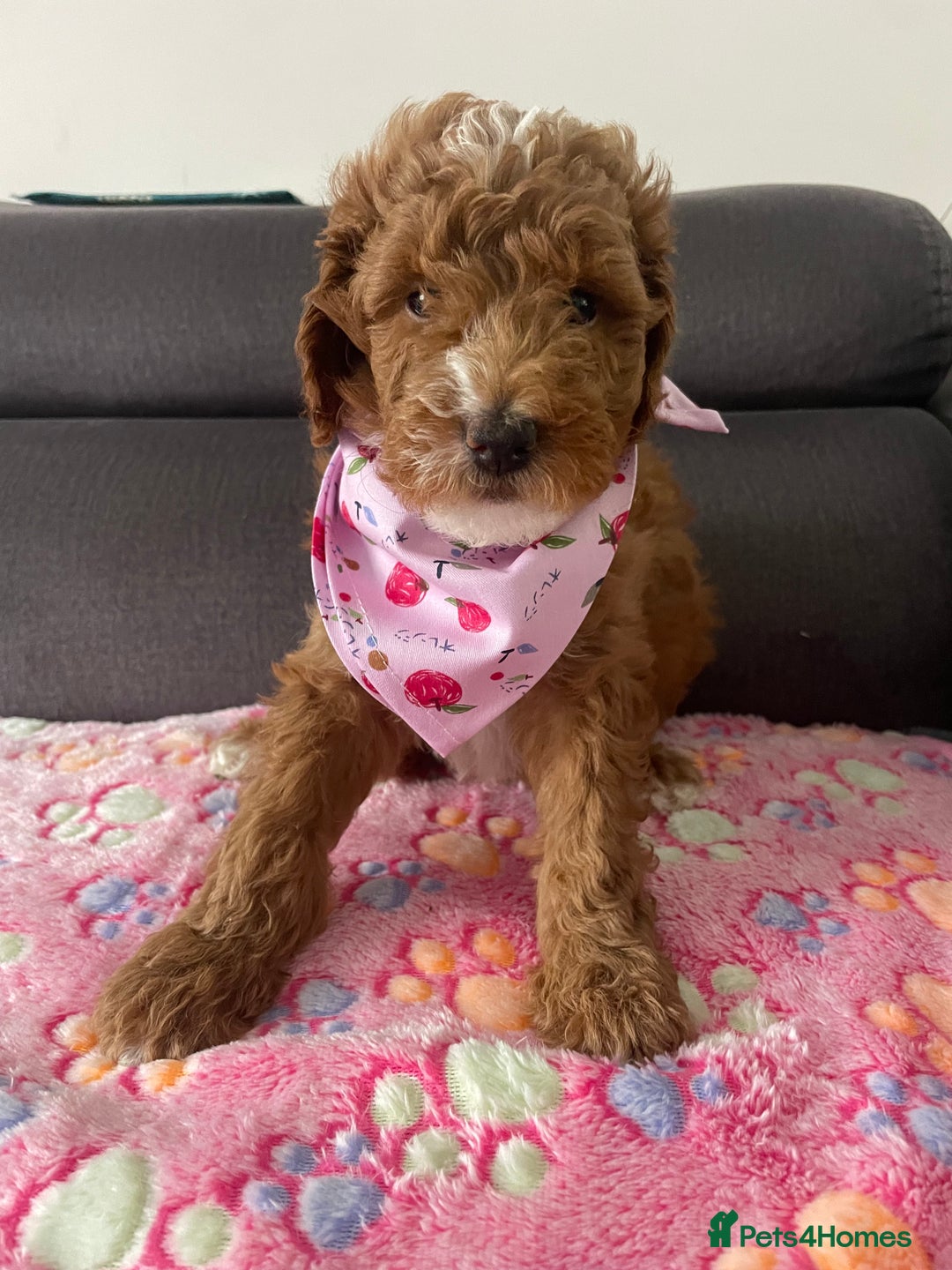 Australian Labradoodle dogs for sale: Australian Labradoodle Puppies – Ready Now🐶 - Image 33