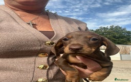 Dachshund dogs for sale: Dachshund puppies  - Image 7