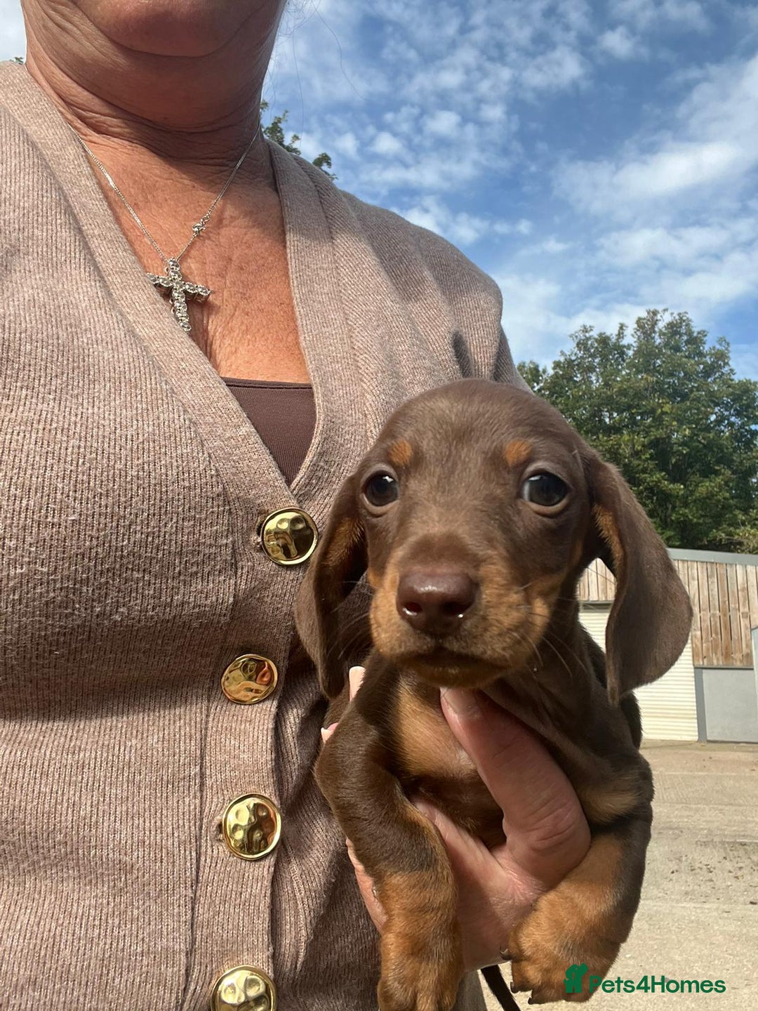 Dachshund dogs for sale: Dachshund puppies  - Image 7