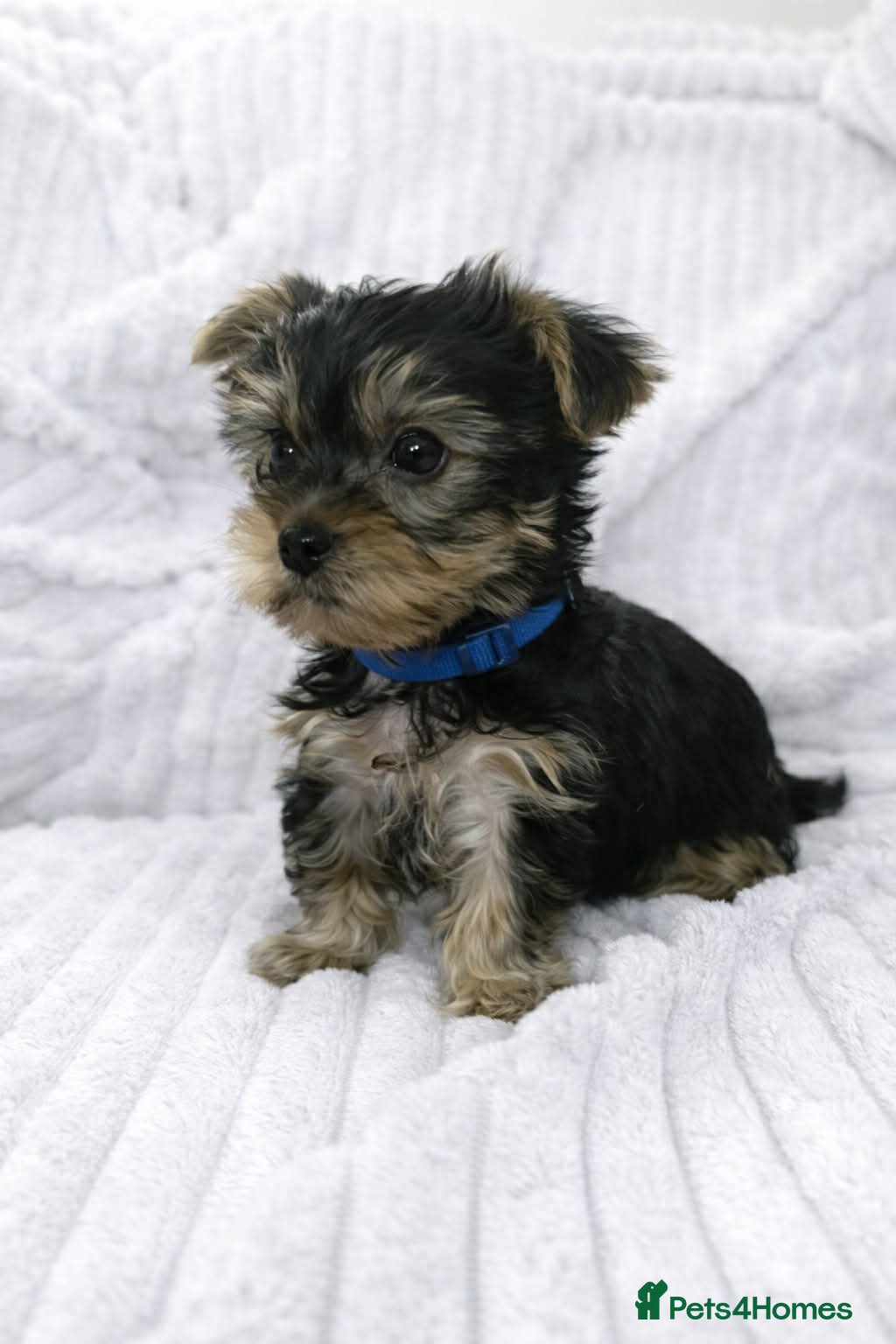 Yorkshire Terrier dogs Yorkshire Terrier puppies  - Advert 2