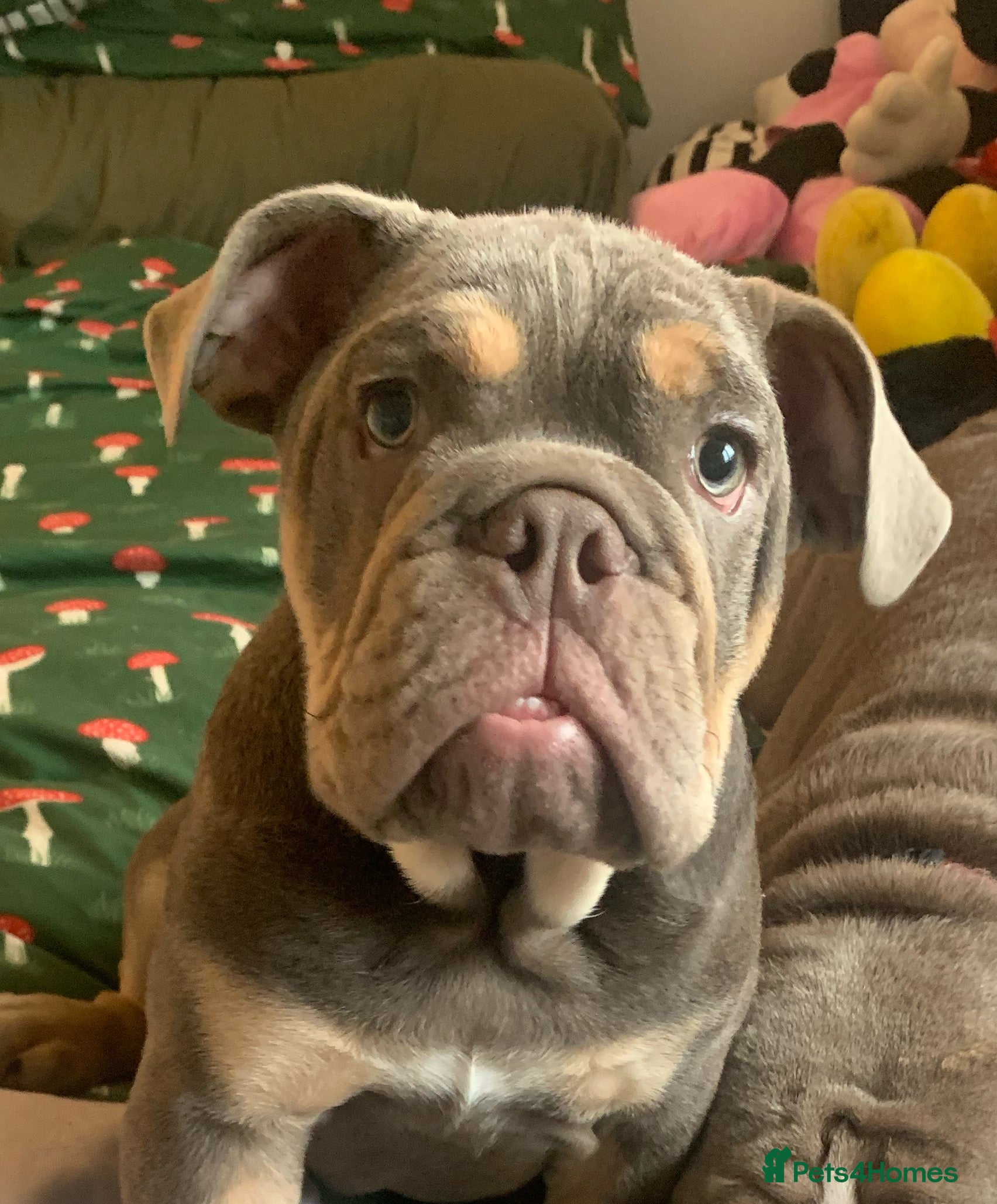 English Bulldog dogs Adorable Male KC Registered Bulldog Puppy  - Advert 11