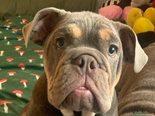 English Bulldog dogs Adorable Male KC Registered Bulldog Puppy - Advert 5