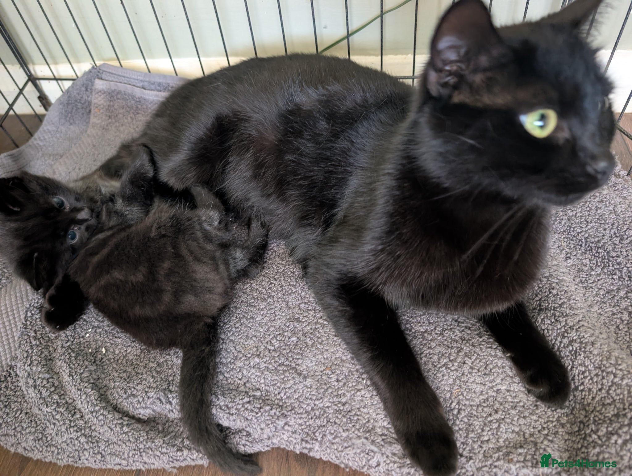 Mixed Breed cats for sale: Beautiful boy with black and grey marbling! - Advert 2