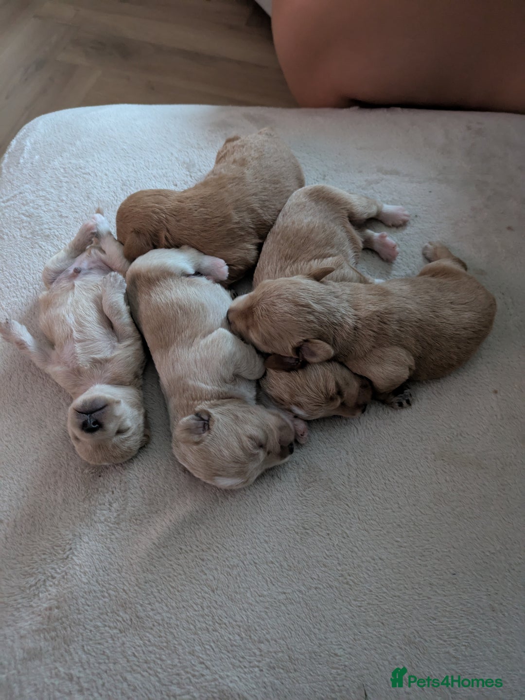 Schnoodle dogs for stud: RARE coloured mini schnoodle - Stud  - Image 10
