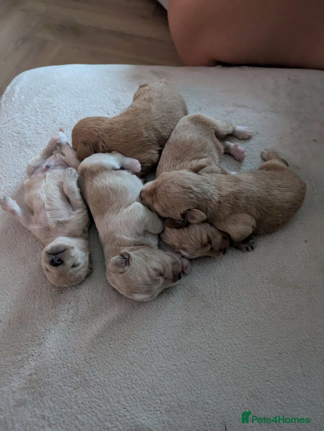 Schnoodle dogs for stud: RARE coloured mini schnoodle - Stud  - Advert 16