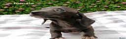 Miniature Dachshund dogs for sale: RAINBOW MINIS KC REG PRA CLEAR  - Advert 23