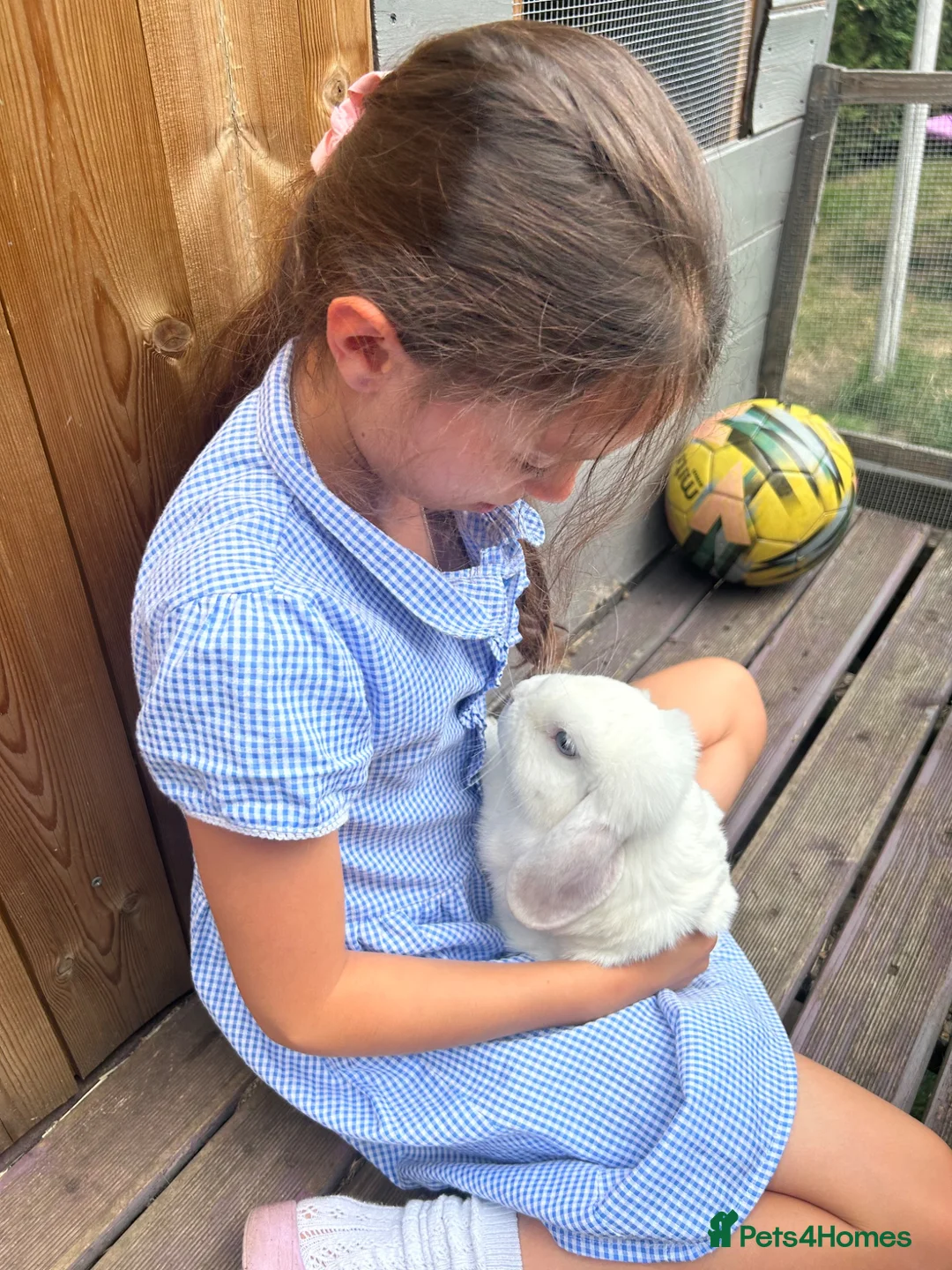 Mini Lop rabbits for sale: White mini-lop seeing a lovely home  in Farnham - Advert 2