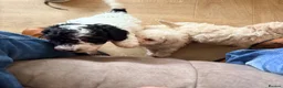 Toy Poodle dogs for sale: Toy poodle Puppys  - Advert 8