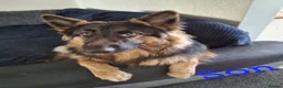 German Shepherd dogs for stud: PROVEN German shepherd for stud  - Advert 16