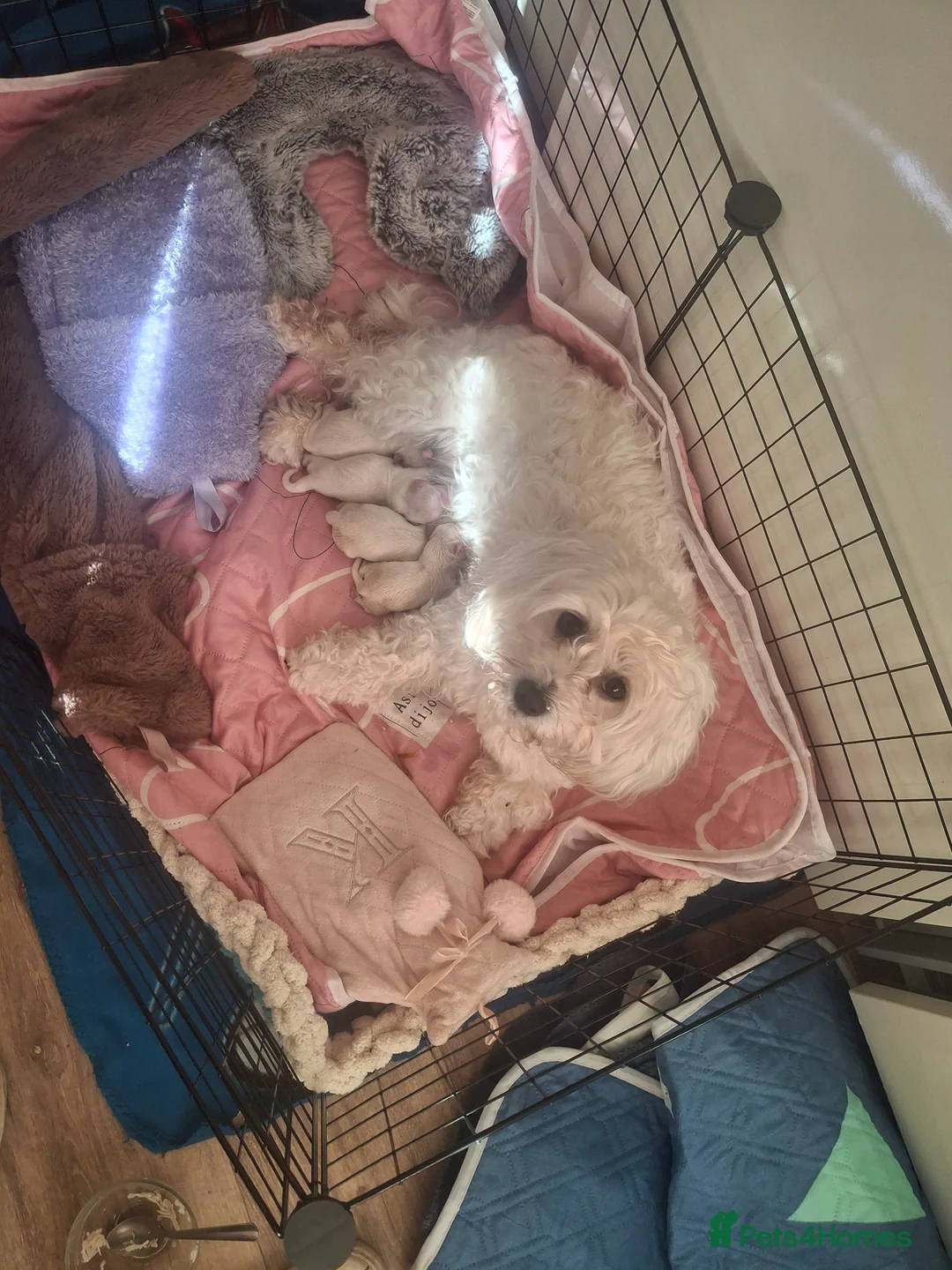 Mixed Breed dogs for sale: Maltese x Havanese Puppies - Advert 1
