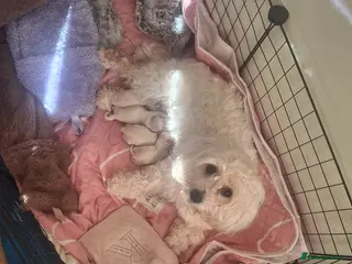 Mixed Breed dogs Maltese x Havanese Puppies - Advert 7