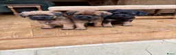 Border Terrier dogs for sale: Beautiful Border Terrier Dog Puppy - Advert 2