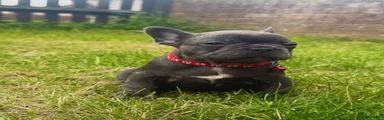 French Bulldog 2