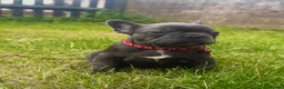 French Bulldog dogs for sale: Beautiful French Bulldog Puppies in Cardiff - Advert 6