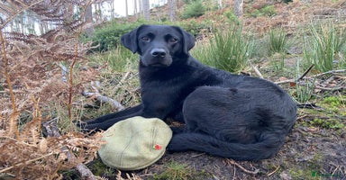 Labrador Retriever dogs KC registered working black labradors - Advert 2