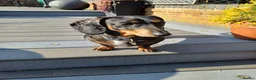 Dachshund dogs for sale: Dacshund Puppies for sale - Advert 5