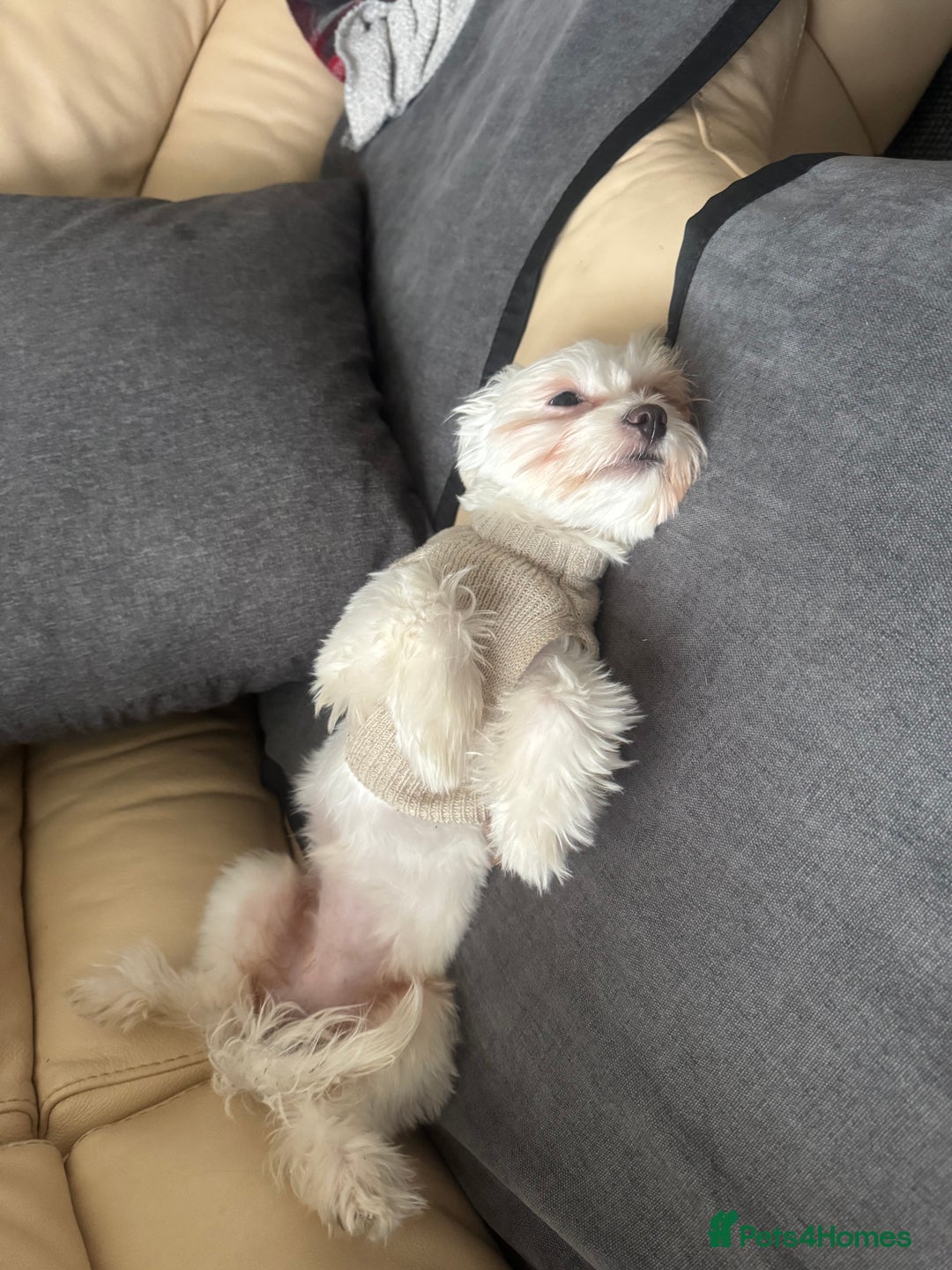 Bichon Frise dogs for sale: Sweet & Loving Bichon Frise Girl Looking for home  - Advert 5