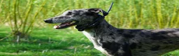 Lurcher dogs for stud: Collie Whippet Greyhound - Moss For Stud - Advert 6