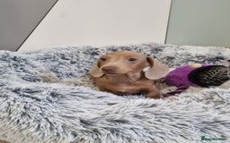 Dachshund dogs for sale: 🩷lovely Dachshund Puppy’s Ready For New homes🩷 - Advert 5