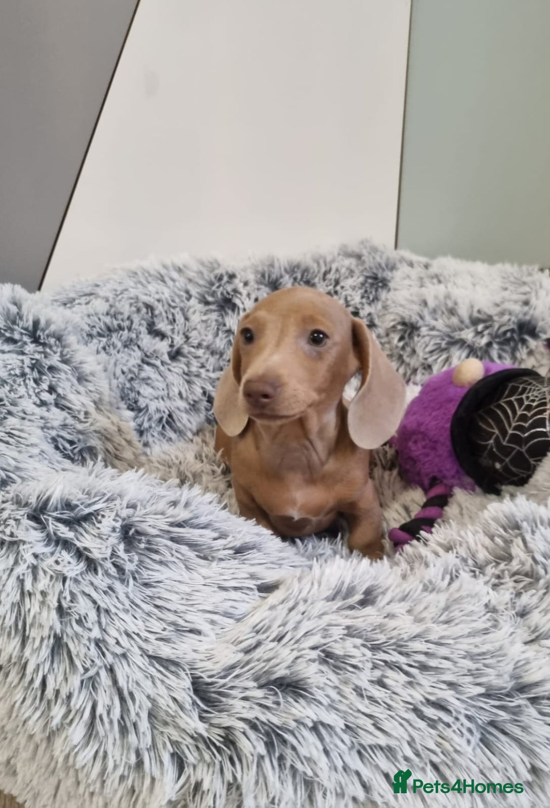 Dachshund dogs for sale: 🩷lovely Dachshund Puppy’s Ready For New homes🩷 - Advert 5