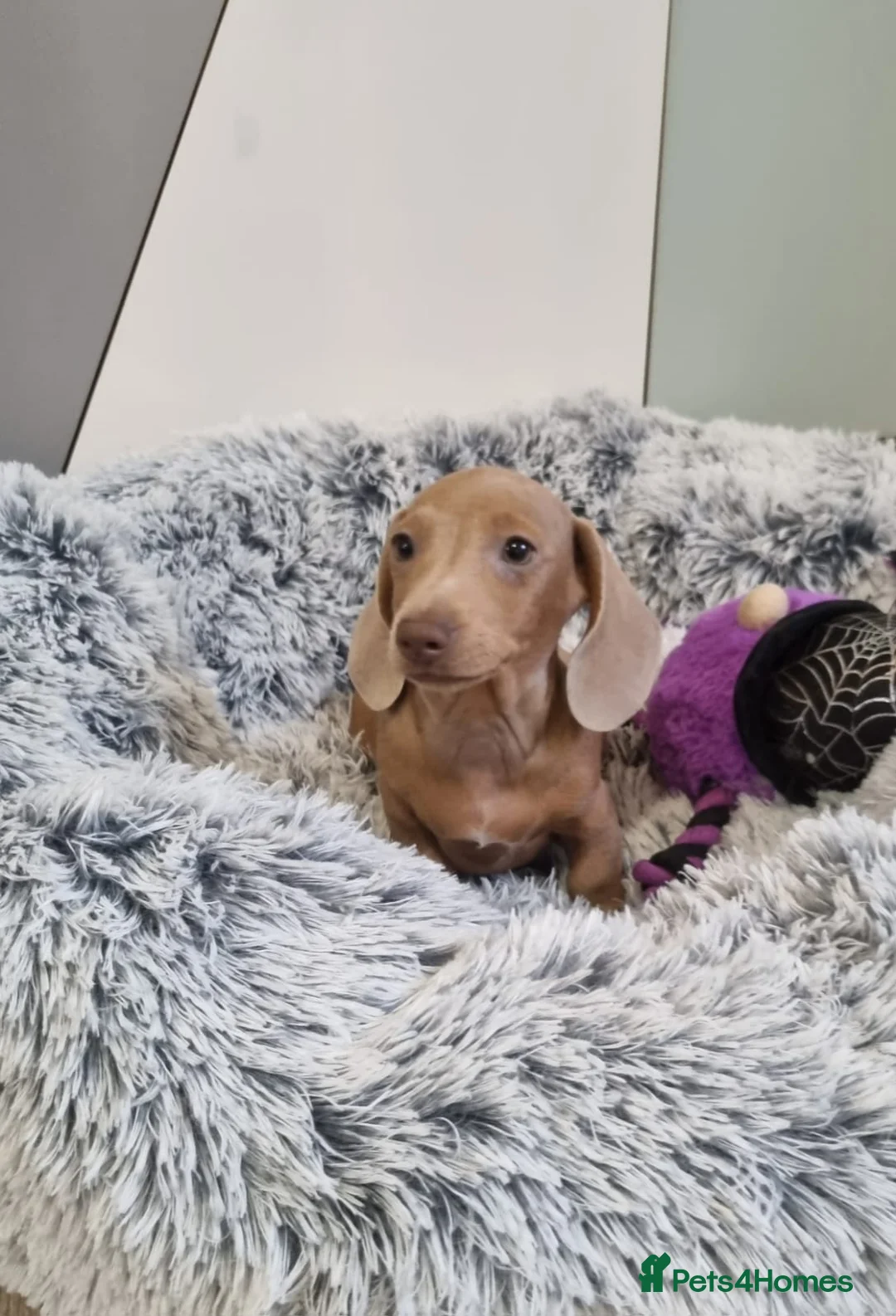 Dachshund dogs for sale: 🩷lovely Dachshund Boys Ready For New homes🩷 - Advert 8
