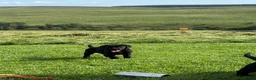 Labrador Retriever dogs for sale: chunky show x working pups by Afinmore Amsterdam - Advert 11