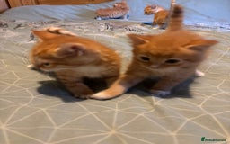 Siberian cats for sale: Ginger Siberian cross  - Image 12