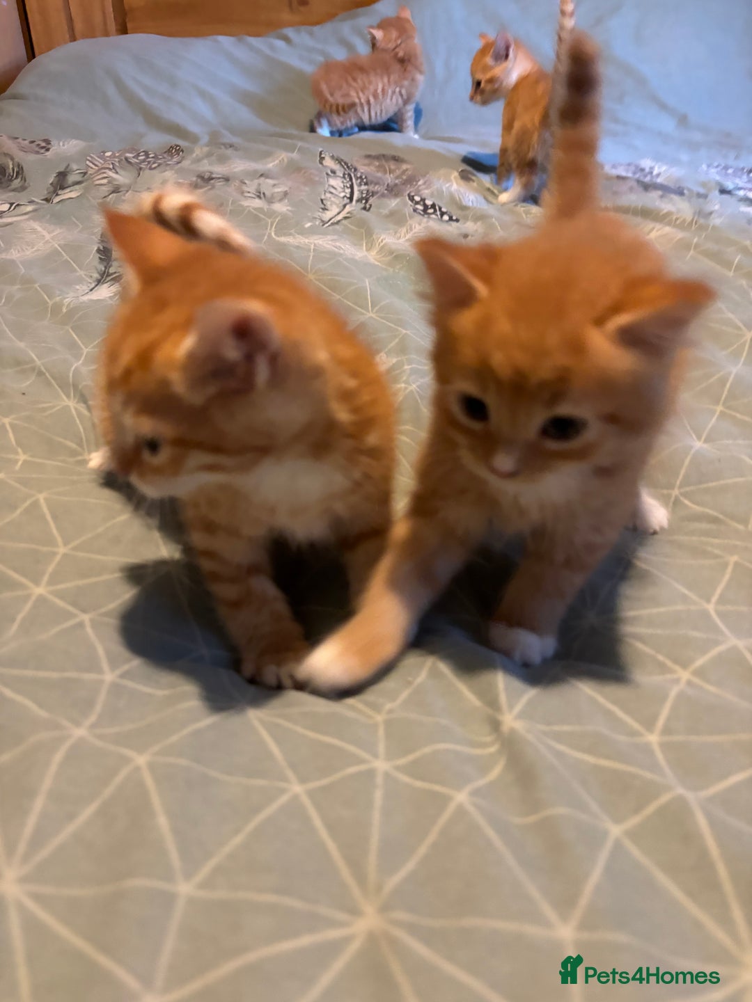 Siberian cats for sale: Ginger Siberian cross  - Image 12