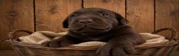 Labrador Retriever dogs for sale: Beautiful litter of labradors / Drakeshead  in Exeter - Advert 2