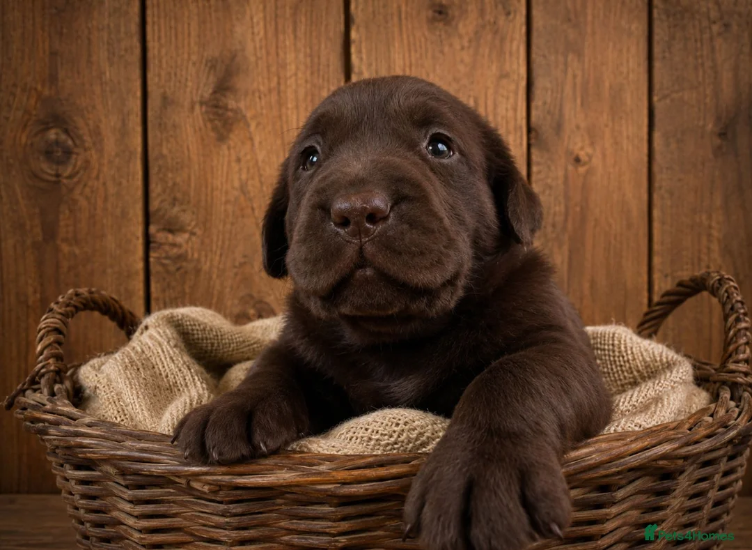 Labrador Retriever dogs for sale: Beautiful litter of labradors / Drakeshead  in Exeter - Advert 2