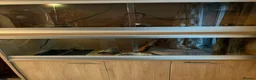 Python Snake reptiles for sale: Royal Python  in Deeside - Advert 2