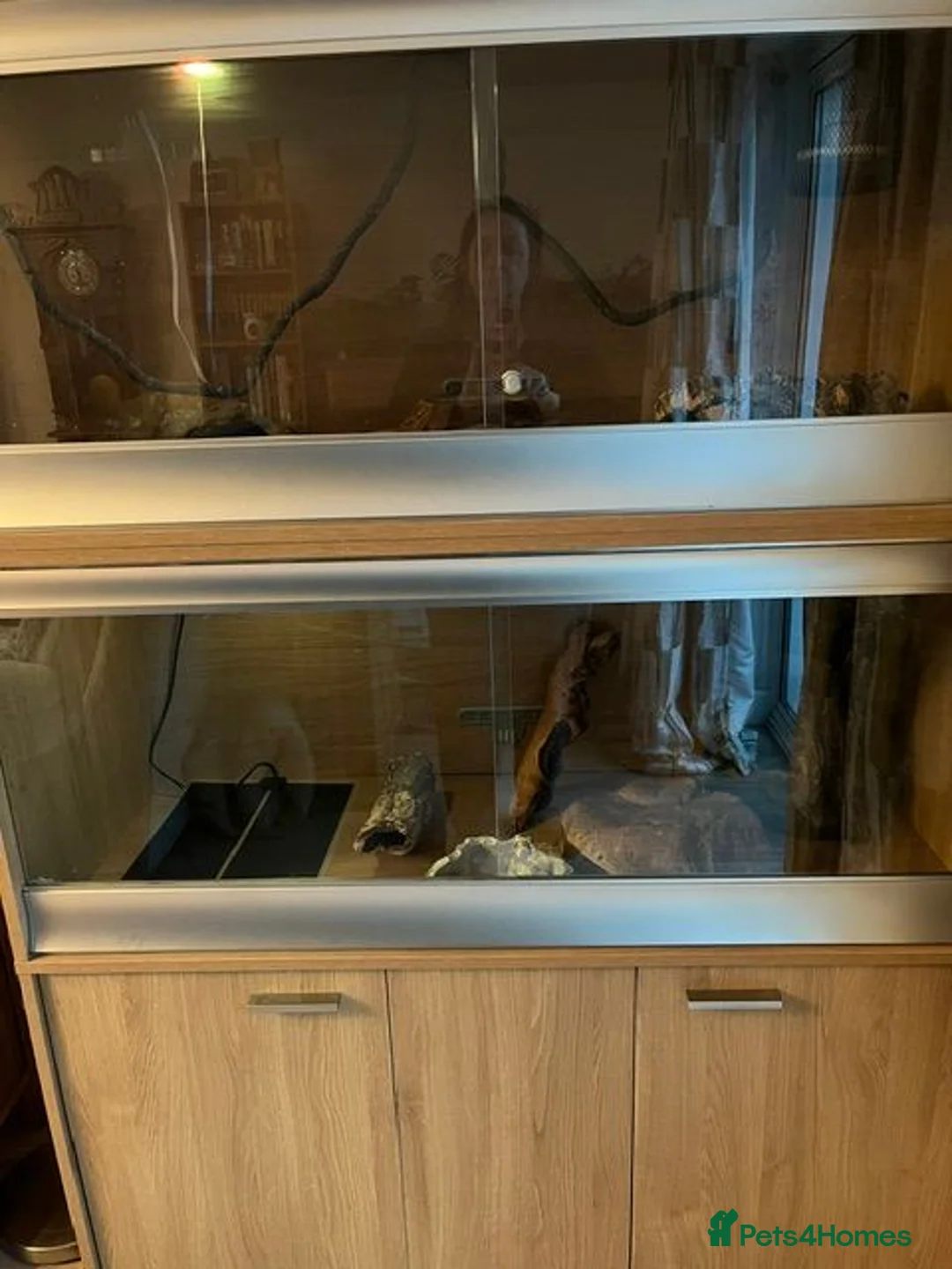 Python Snake reptiles for sale: Royal Python  in Deeside - Advert 2