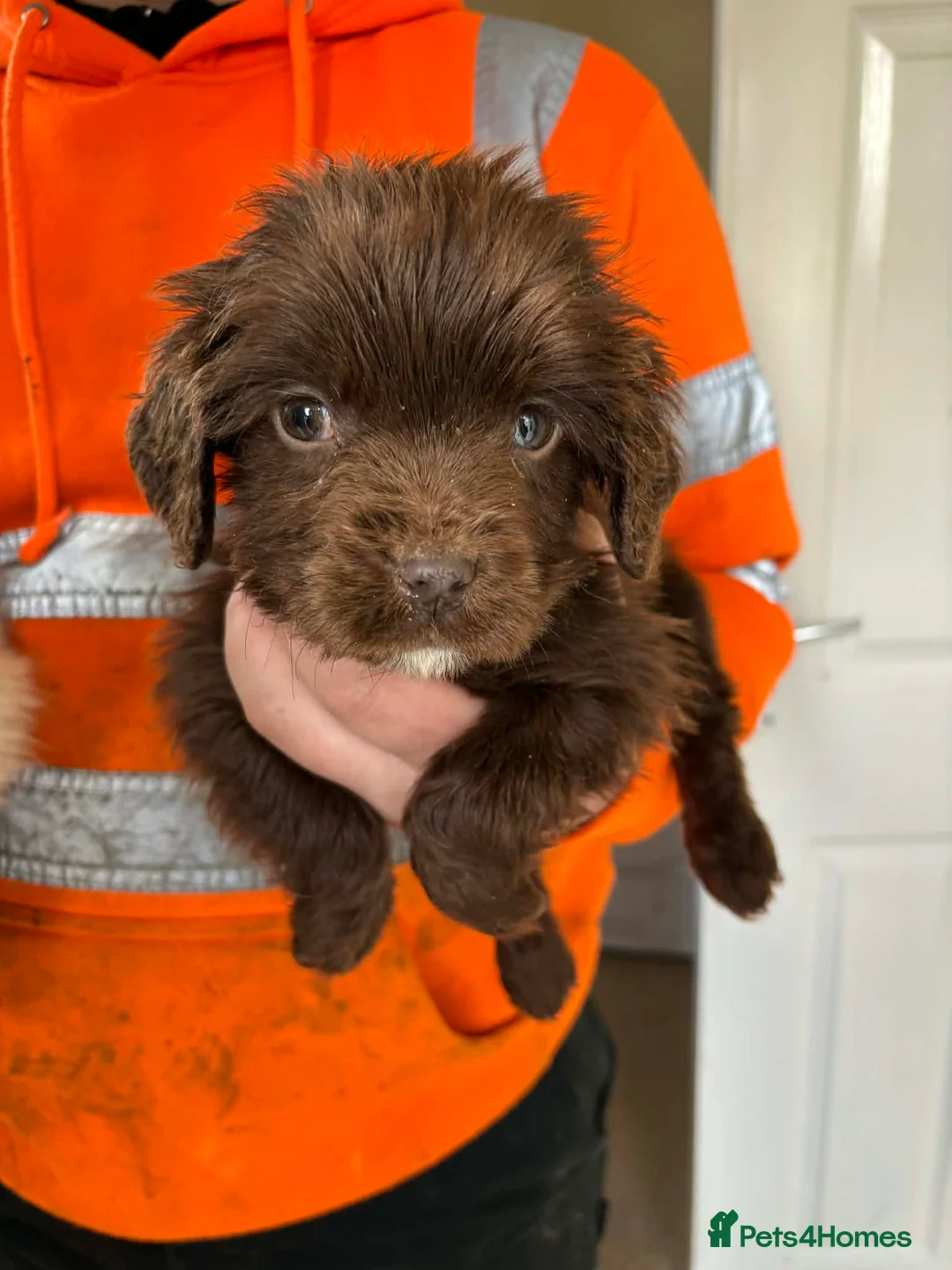 Sprocker dogs for sale: Sorockers in Kingswinford - Advert 1