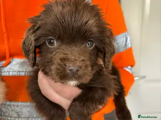 Sprocker dogs Sorockers - Advert 1