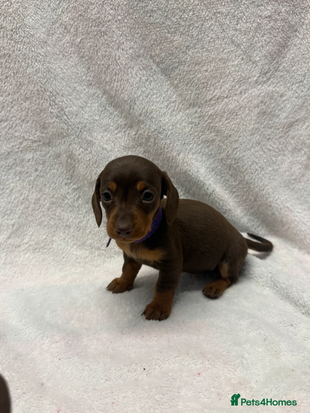 Dachshund dogs for sale: Kennel Club Registered & Health Tested - Advert 18