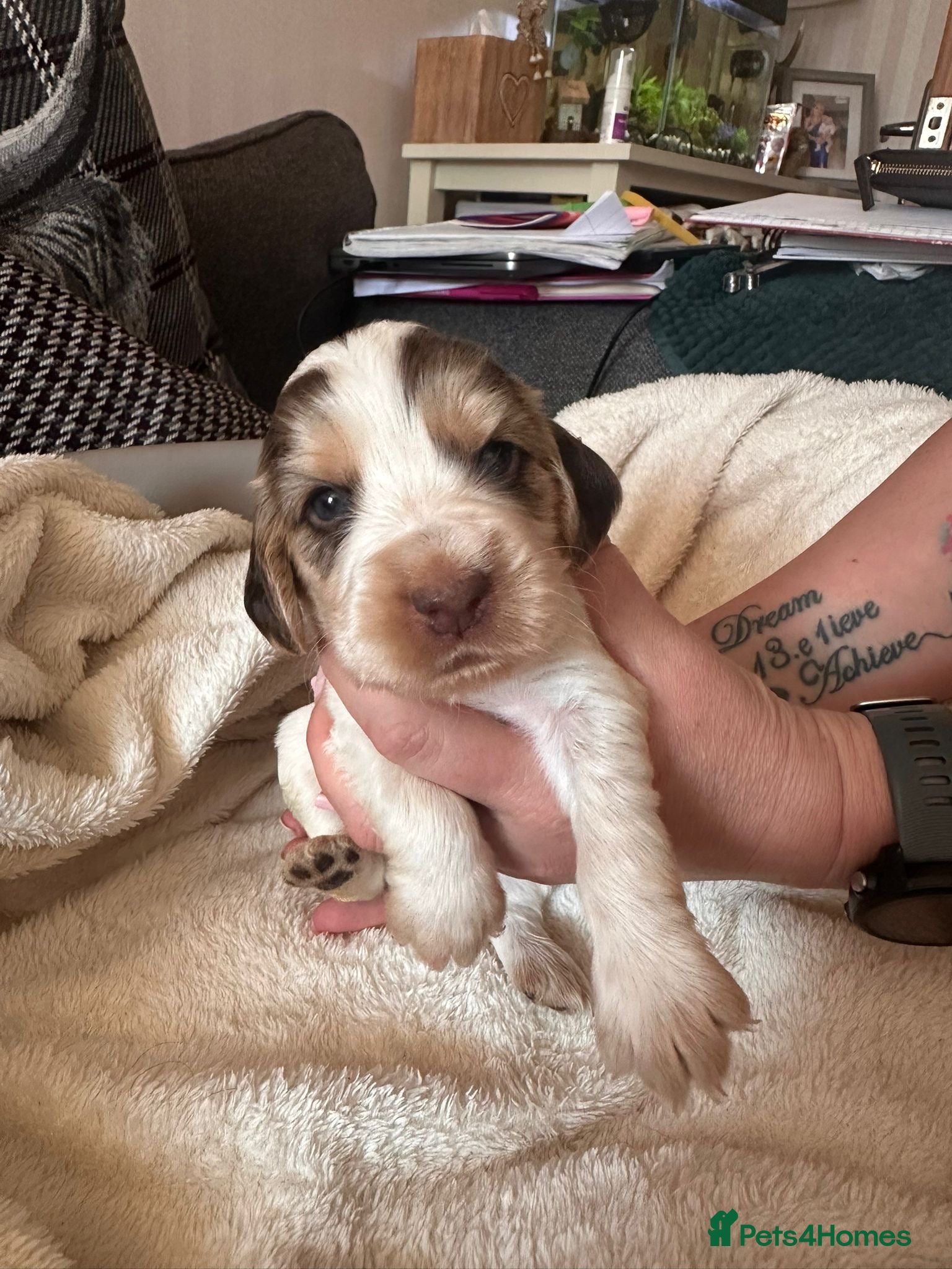 Cocker Spaniel dogs *DNA clear* Show type cocker spaniel puppies - Advert 18