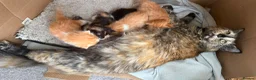 Mixed Breed cats for sale: Ginger Calico Tuxedo Kittens London-Richmond Sale - Advert 17