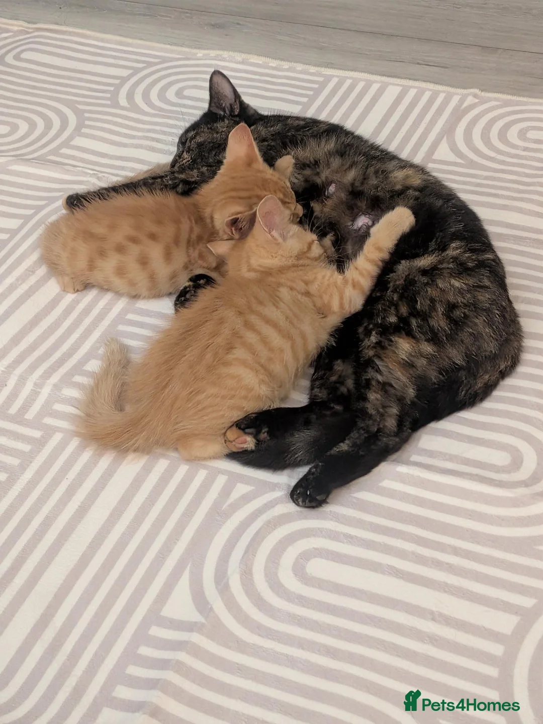 Mixed Breed cats for sale: 4 lovely kittens all ready to leave - Advert 1