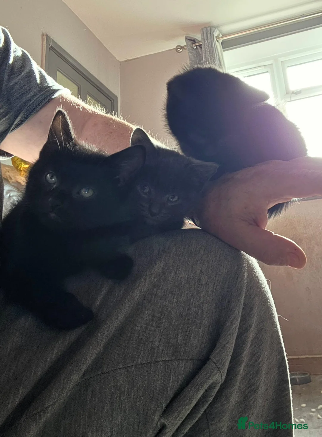 Mixed Breed cats for sale: Pure black and pure grey kittens - Advert 2