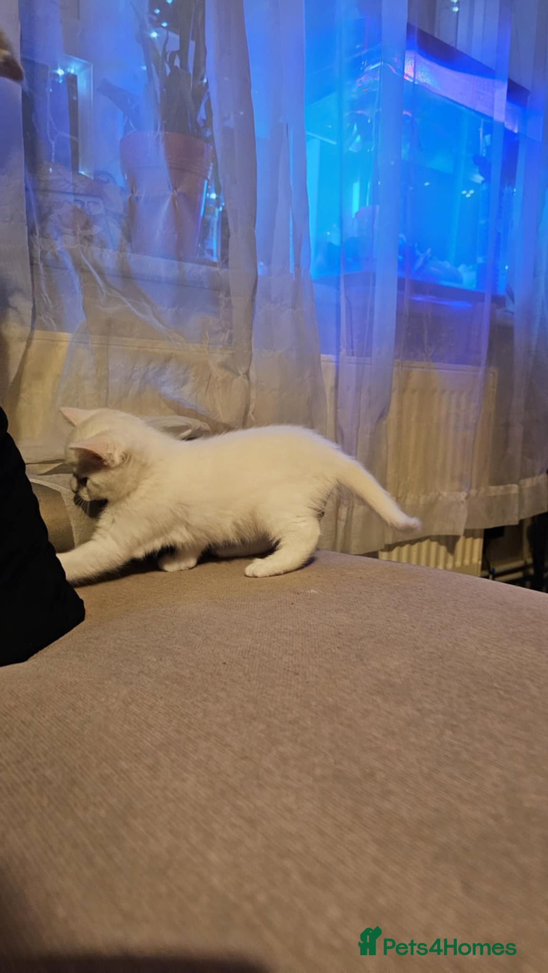 Mixed Breed cats for sale: 7 gorgeous cuties - Image 17
