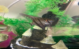 Angelfish fish for sale: Marble angelfish for sale - Image 6