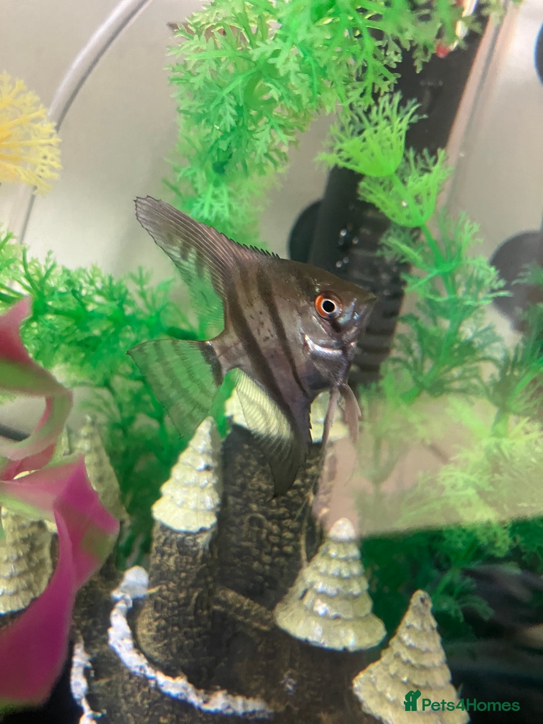 Angelfish fish for sale: Marble angelfish for sale - Image 6