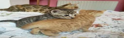Mixed Breed cats for sale: Ginger & Charcoal Grey X Bengal X kittens  in Bootle - Advert 2
