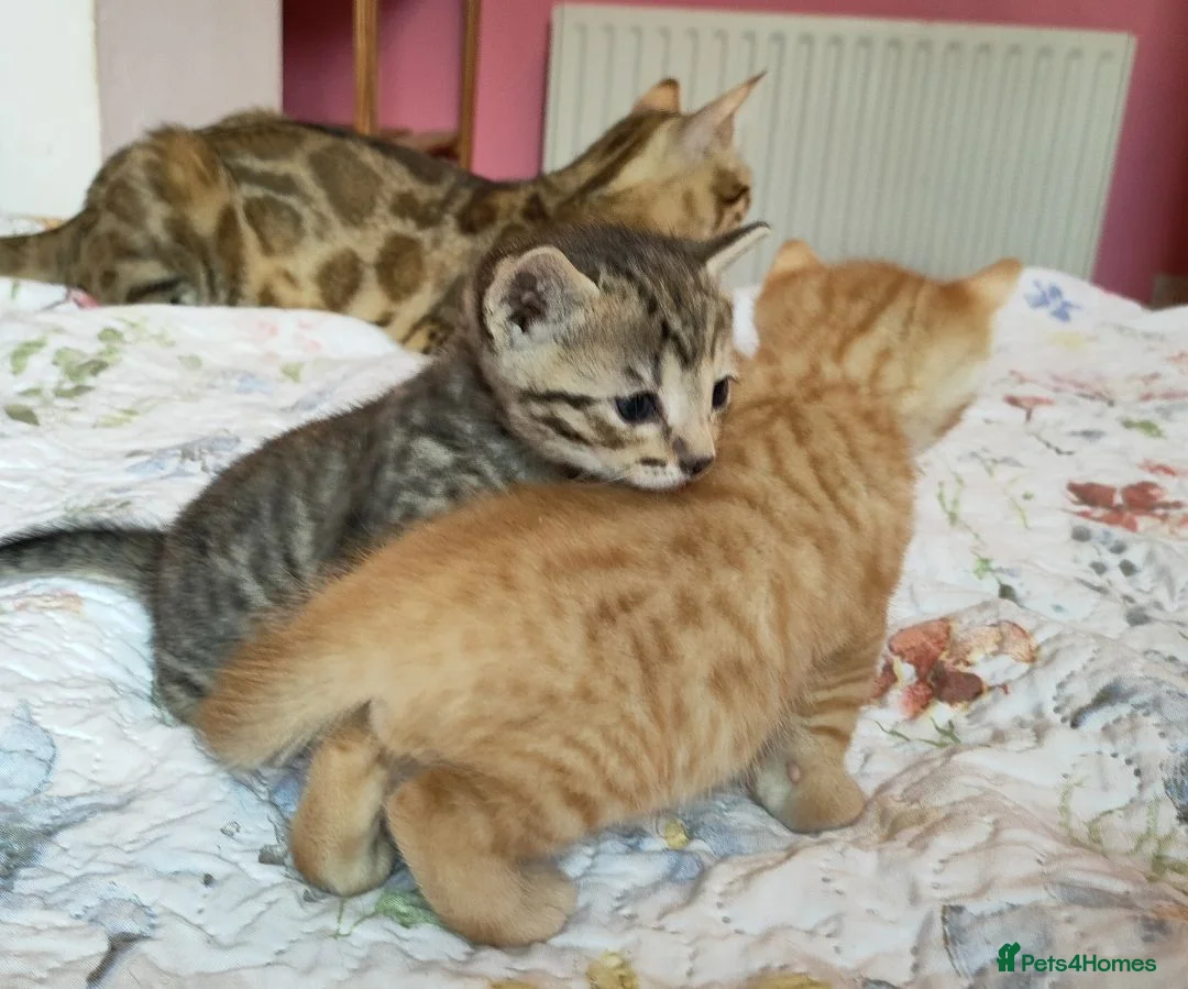 Mixed Breed cats for sale: Ginger & Charcoal Grey X Bengal X kittens  in Bootle - Advert 2