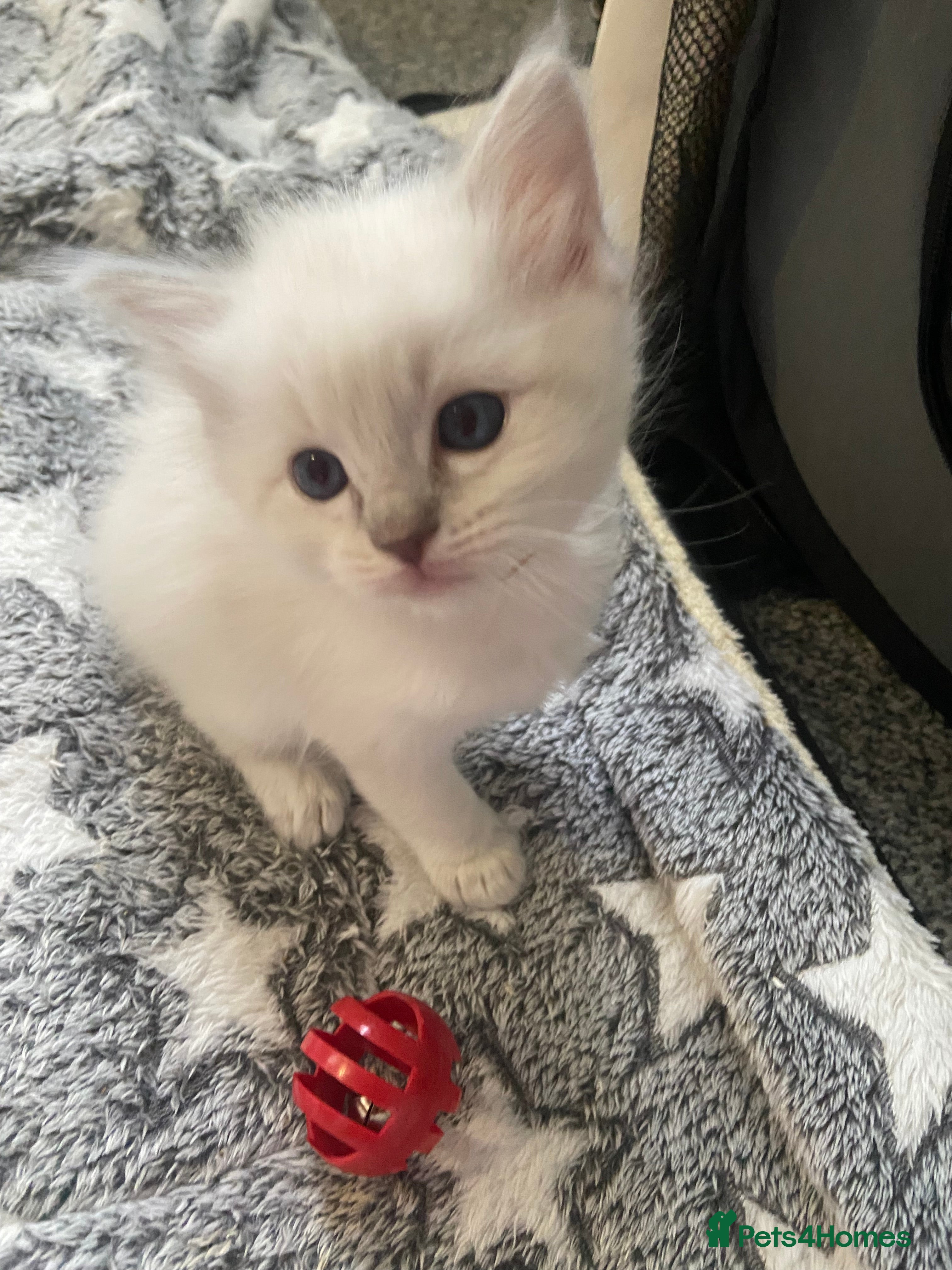 Ragdoll cats Lilac point Ragdoll kitten last Girl ! - Advert 8
