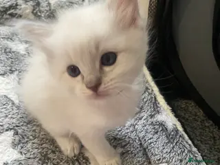 Ragdoll cats Lilac point Ragdoll kitten last Girl ! - Advert 8