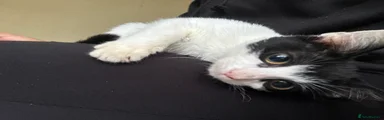 koko