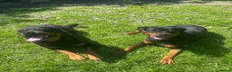 Rottweiler dogs for sale: Puppies - Advert 2